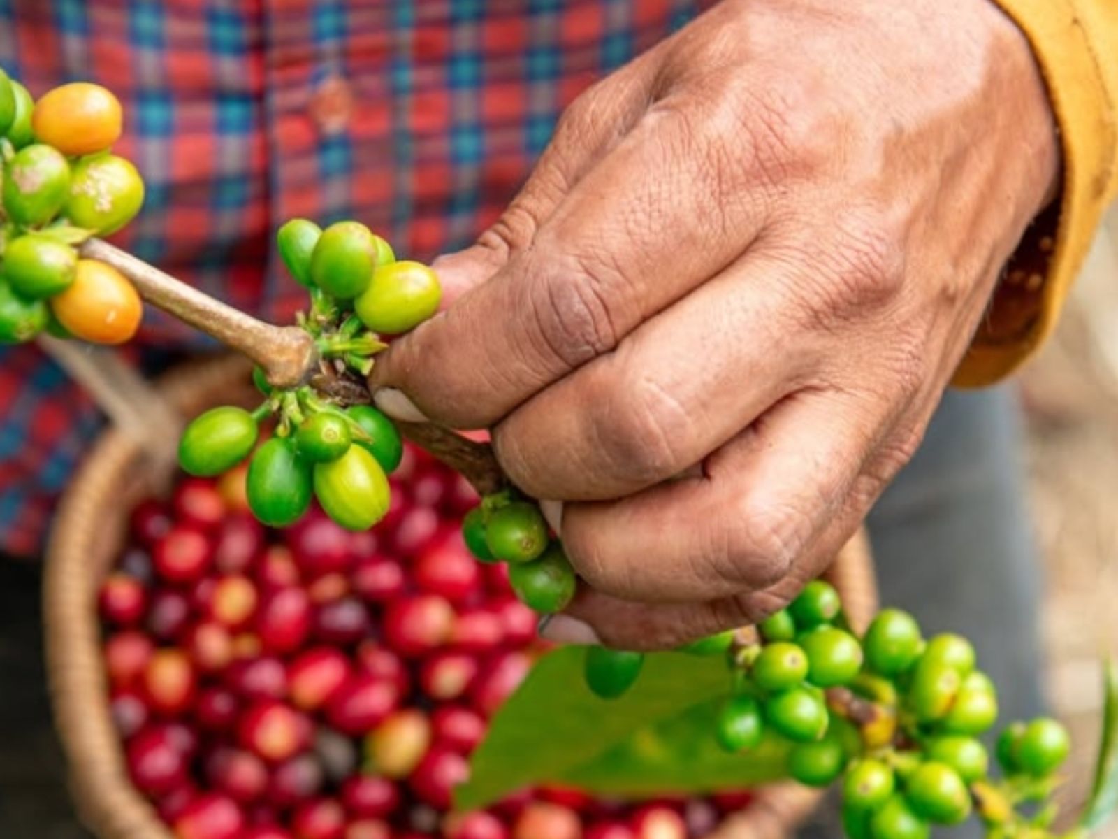 Rondreis Colombia, Salento, excursie premium koffietour, occaso koffiebonen
