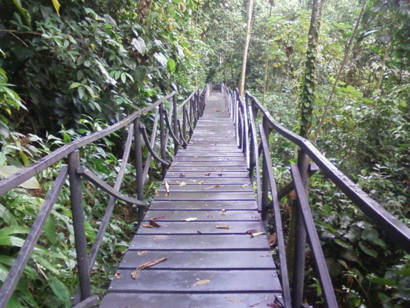 Rondreis Colombia, San Gil. excursie op ontdekkingstocht in de grotten bij San Gil, bomen van onderaf, Pinchote brug