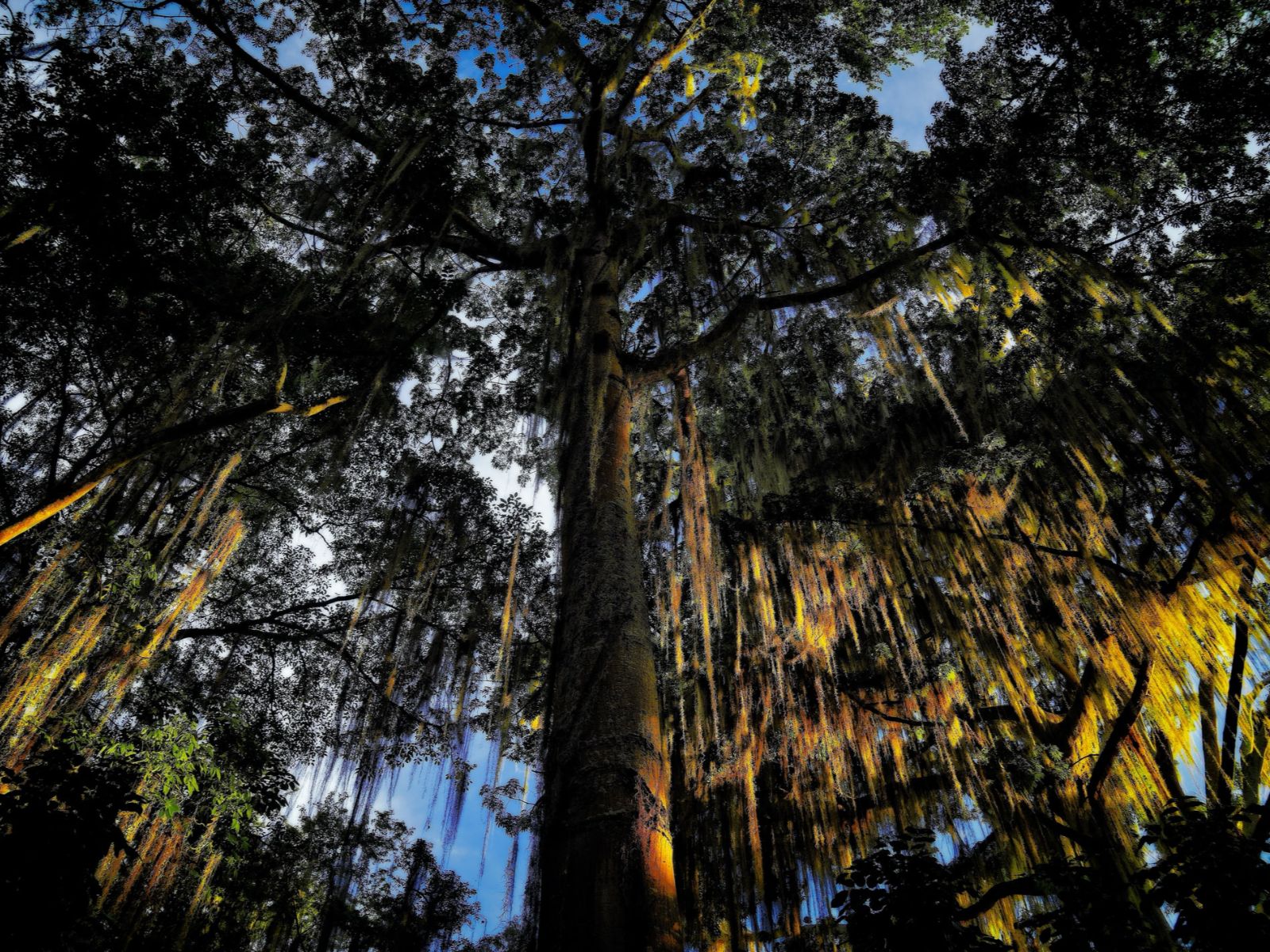 Rondreis Colombia, San Gil. excursie op ontdekkingstocht in de grotten bij San Gil, bomen van onderaf