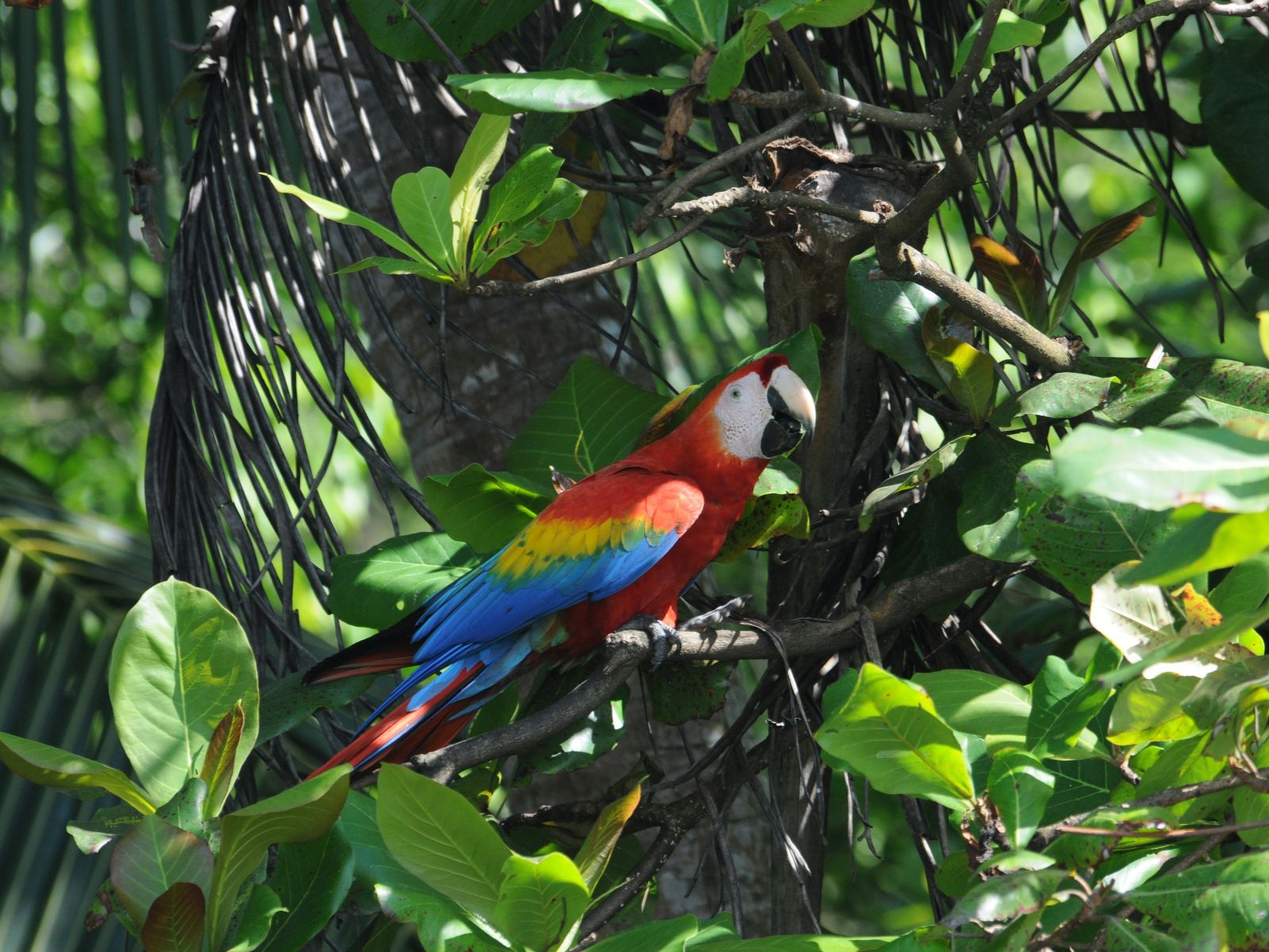 Rondreis Costa Rica, Drake Bay, Corcovado, Excursie Corcovado wandelen met een gids, papegaai