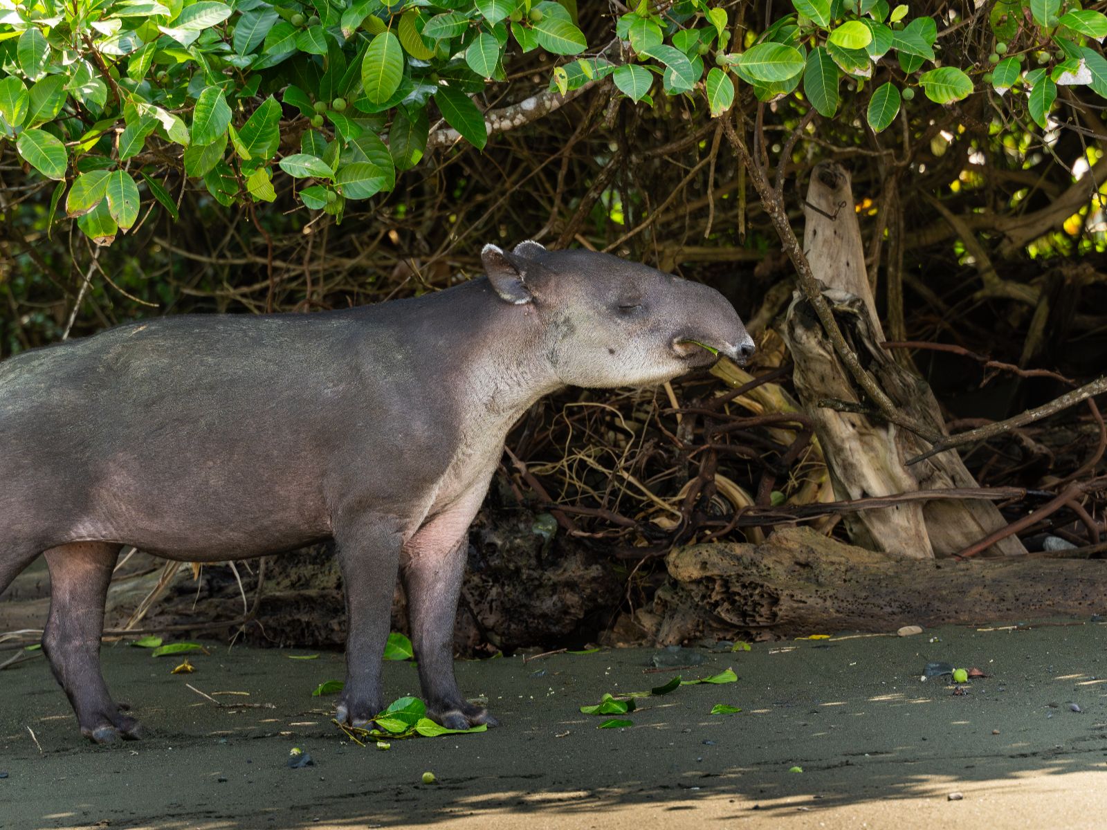 Rondreis Costa Rica, Drake Bay, Corcovado, Excursie Corcovado wandelen met een gids, tapir in het nationale park