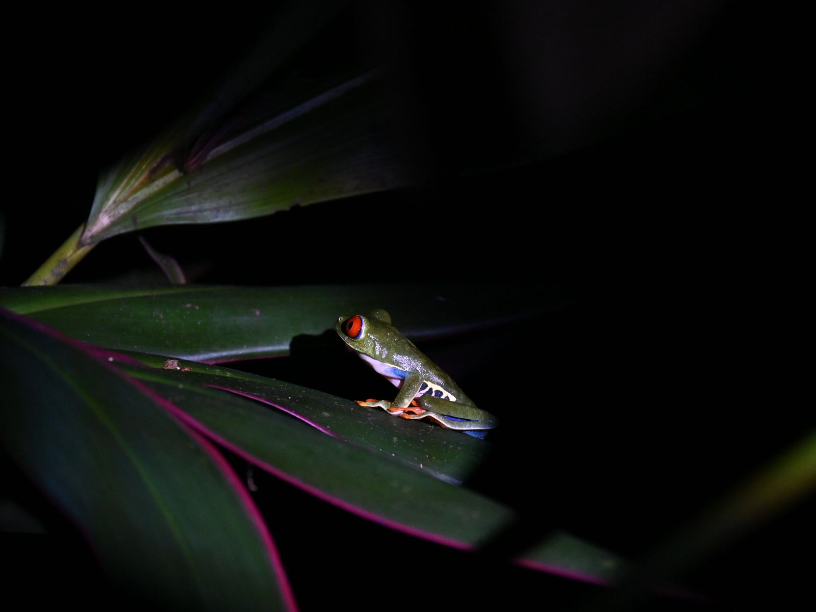 Rondreis Costa Rica, Monteverde, Excursie Monteverde Nachtwandeling, Red Eyed Tree Frog op een blad
