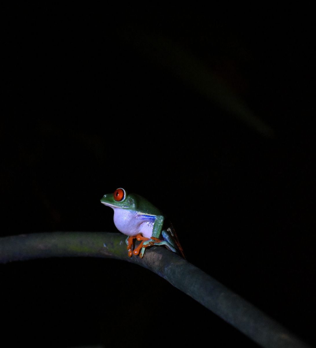 Rondreis Costa Rica, Monteverde, Excursie Monteverde Nachtwandeling, Red Eyed Tree Frog op een tak
