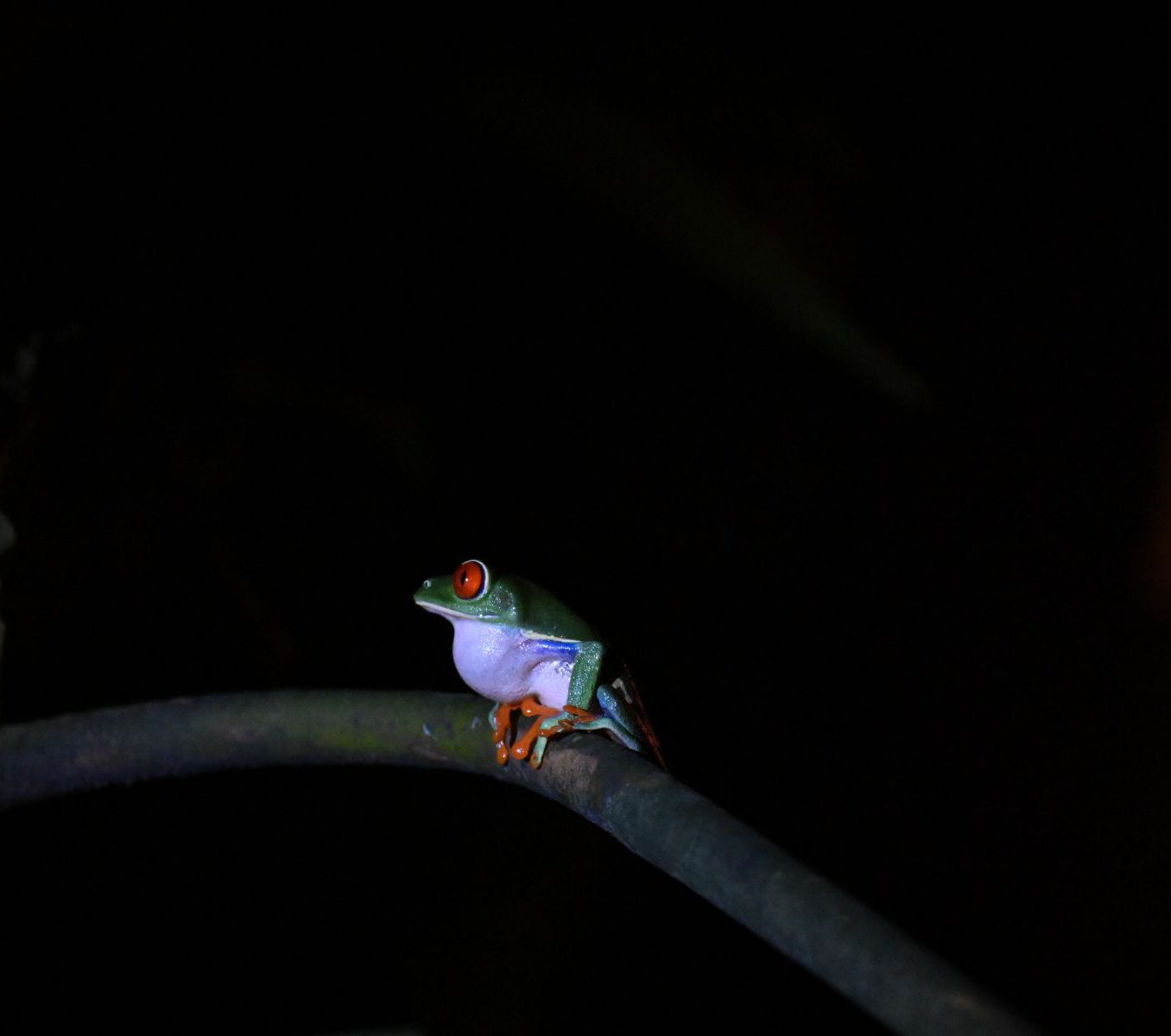 Rondreis Costa Rica, Monteverde, Excursie Monteverde Nachtwandeling, Red Eyed Tree Frog op een tak