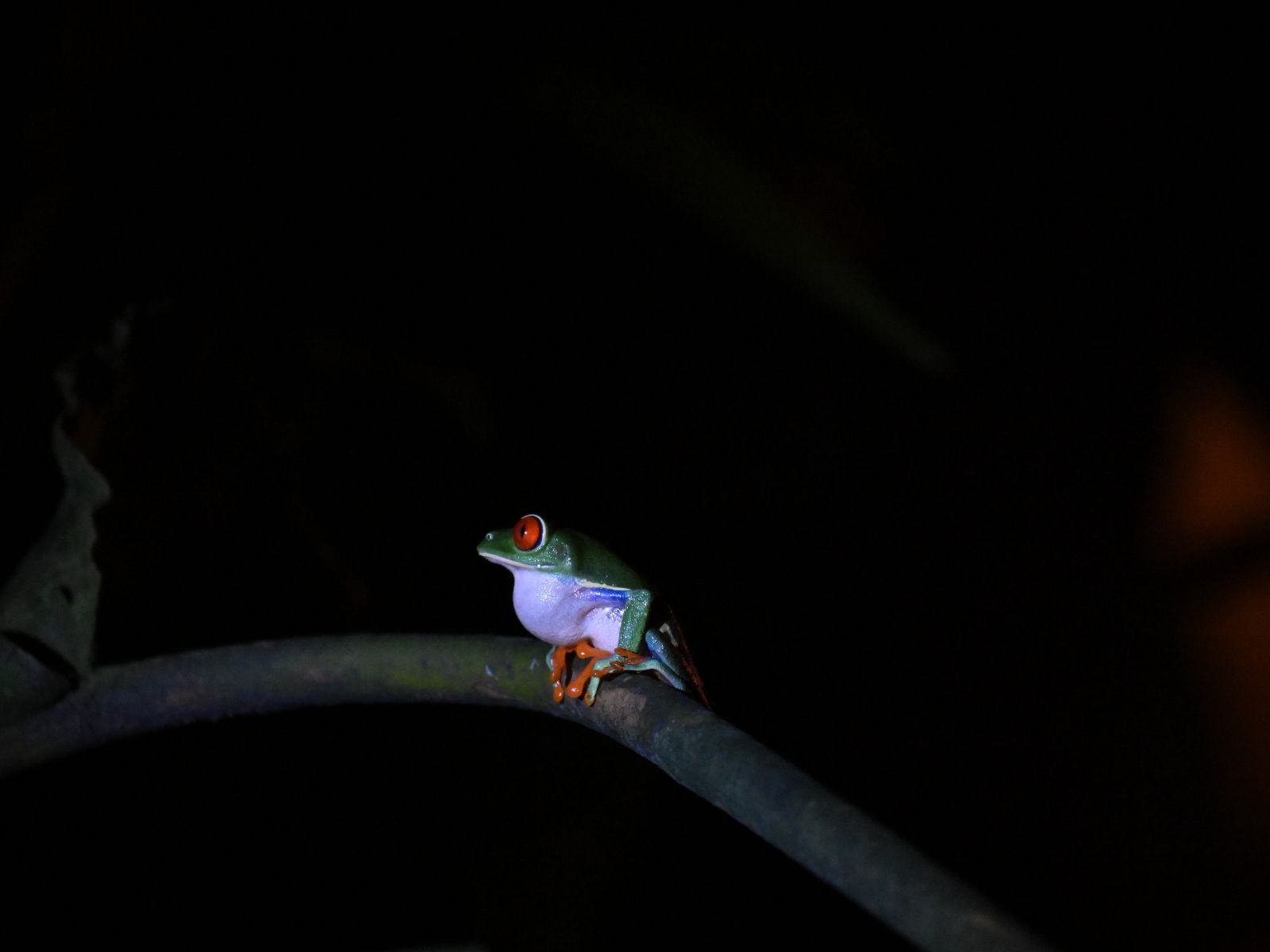 Rondreis Costa Rica, Monteverde, Excursie Monteverde Nachtwandeling, Red Eyed Tree Frog op een tak