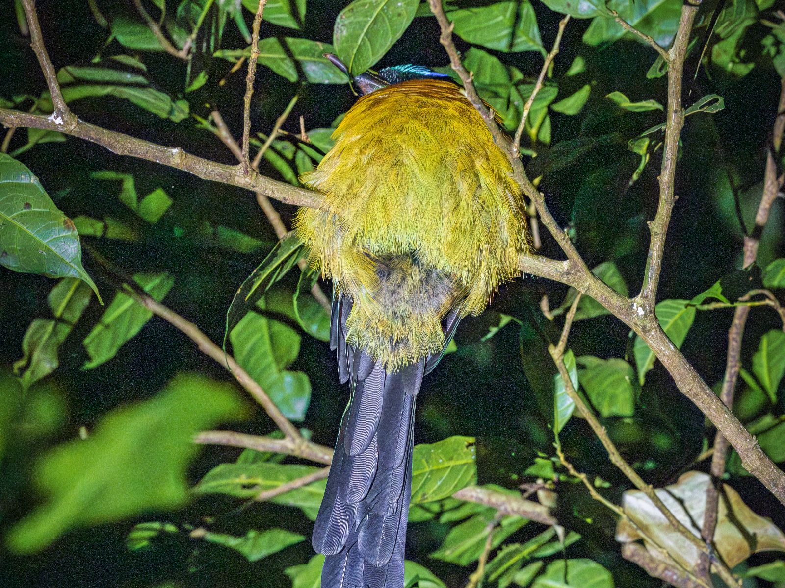 Rondreis Costa Rica, Monteverde, Excursie Monteverde Nachtwandeling, gekleurde vogel op een tak