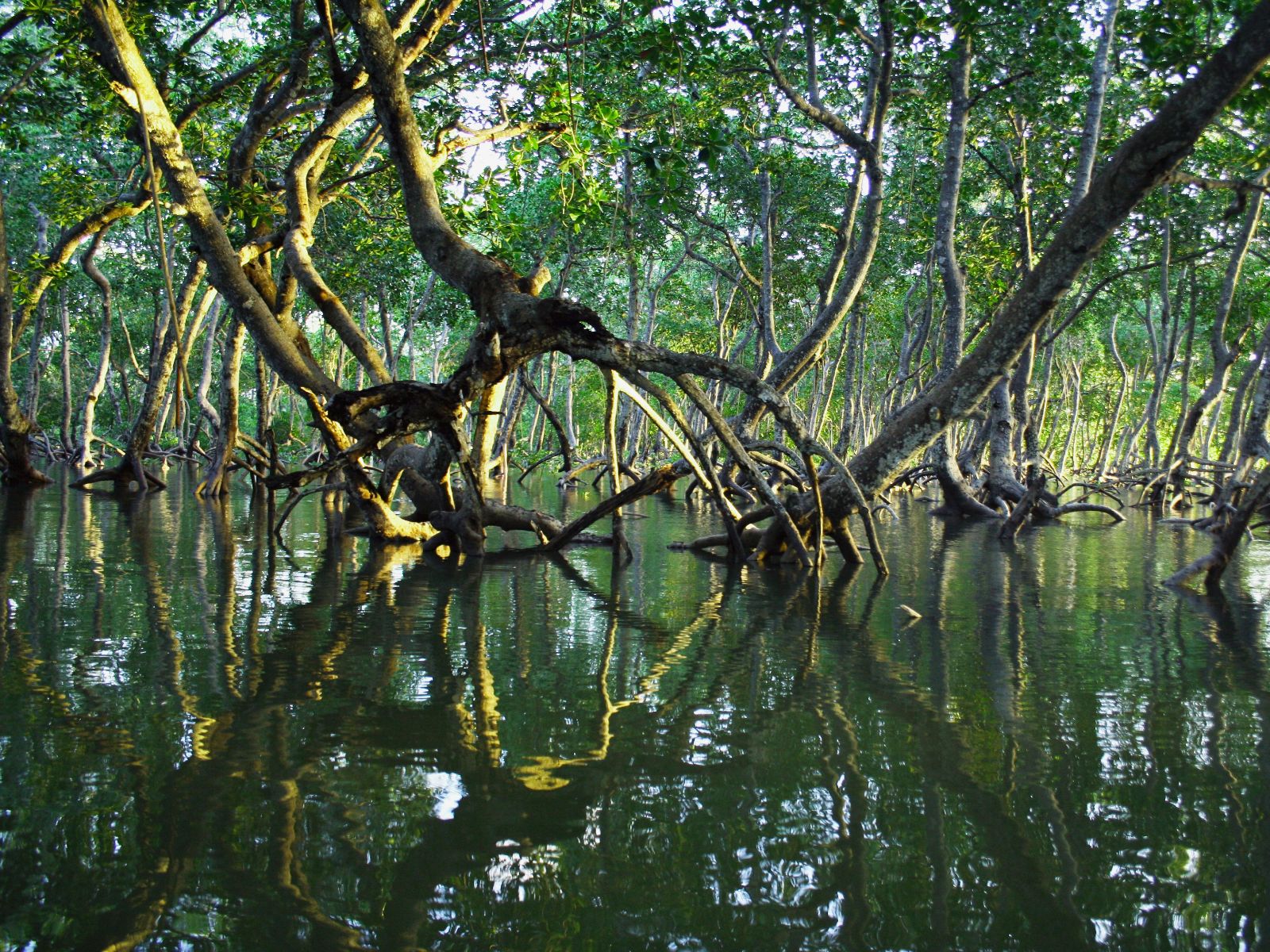 Rondreis Costa Rica, Sámara, excursie Kayakken door de Mangroven, Mangrove bomen in het water