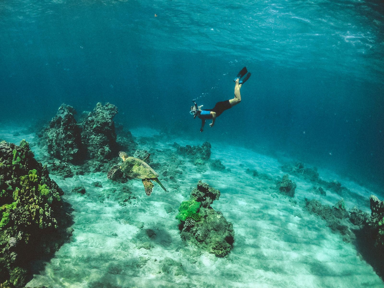 Rondreis Costa Rica, Sámara, excursie Zeekayakken en Snorkelen bij Isla Chora, duiker met schilpad