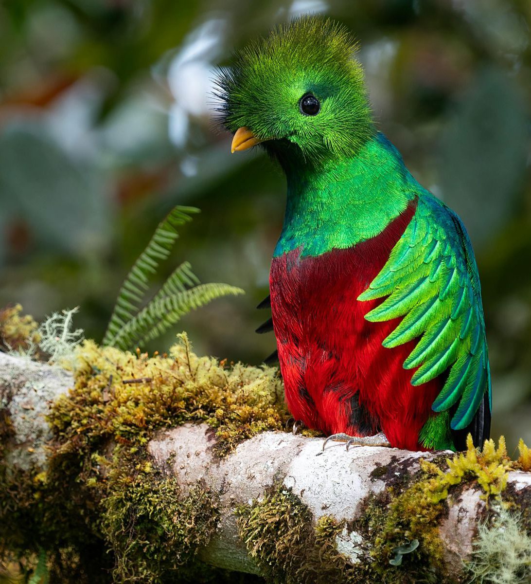 Rondreis Costa Rica, San Gerardo de Dota, Excursie Quetzel Tour, Quetzal op een tak