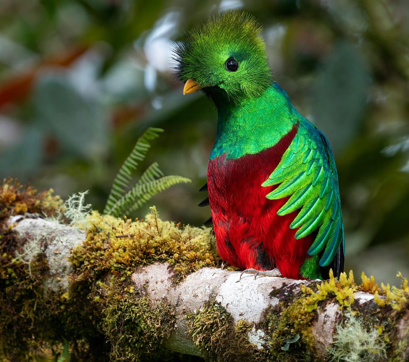 Rondreis Costa Rica, San Gerardo de Dota, Excursie Quetzel Tour, Quetzal op een tak