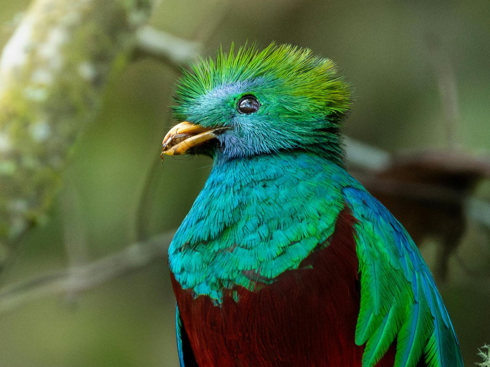 Rondreis Costa Rica, San Gerardo de Dota, Excursie Quetzel Tour, Quetzal op een tak, dichterbij