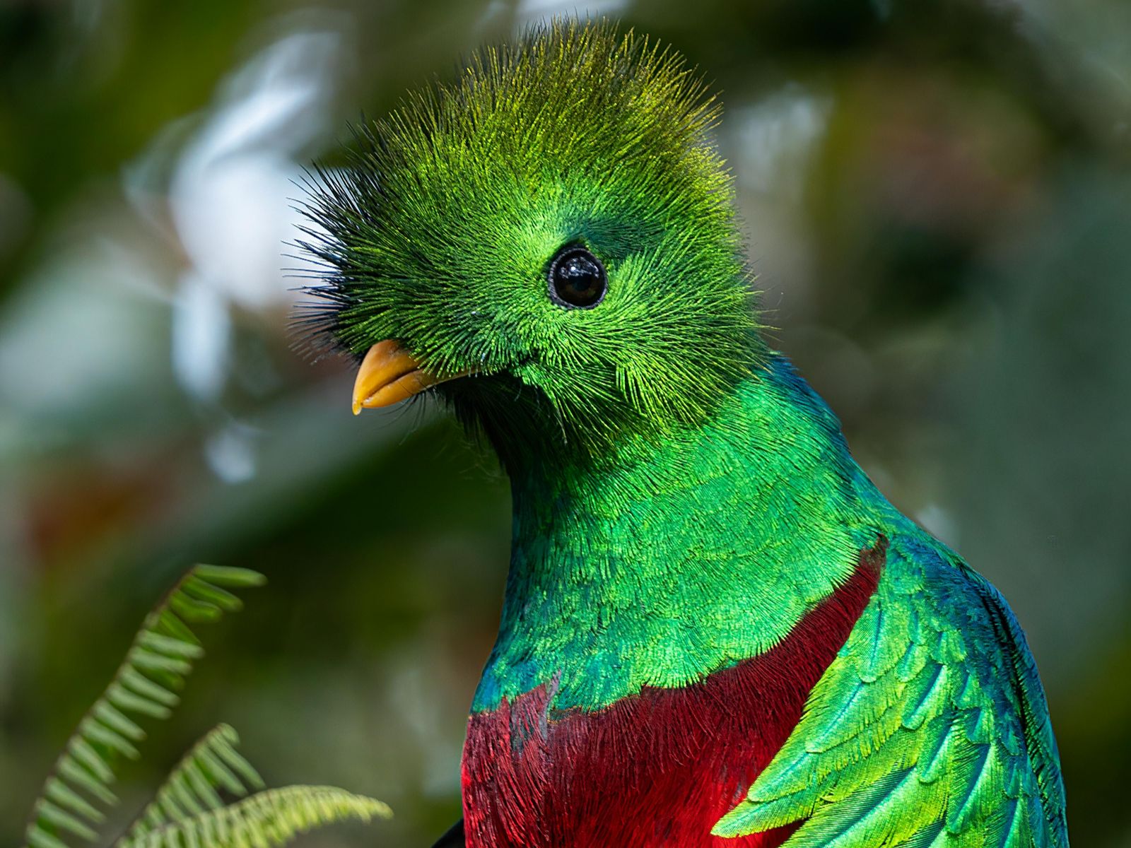 Rondreis Costa Rica, San Gerardo de Dota, Excursie Quetzel Tour, Quetzal op een tak met een rode borst
