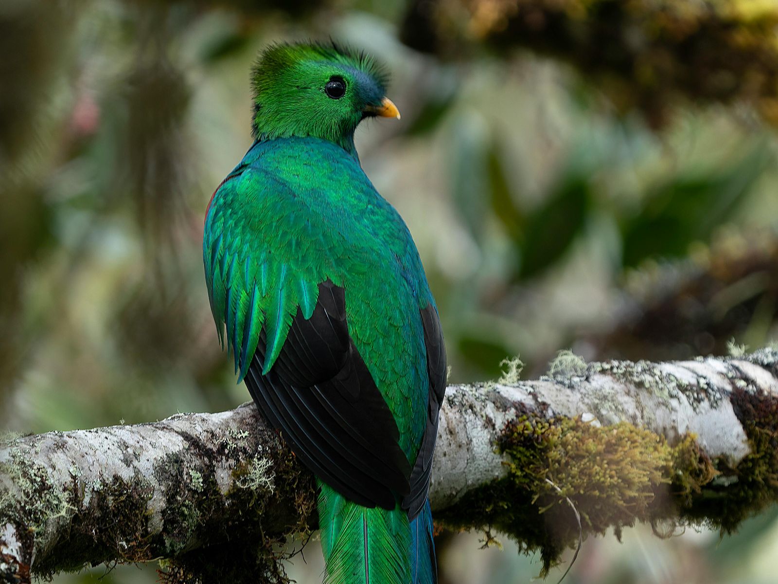 Rondreis Costa Rica, San Gerardo de Dota, Excursie Quetzel Tour, Quetzal op een tak van de achterkant