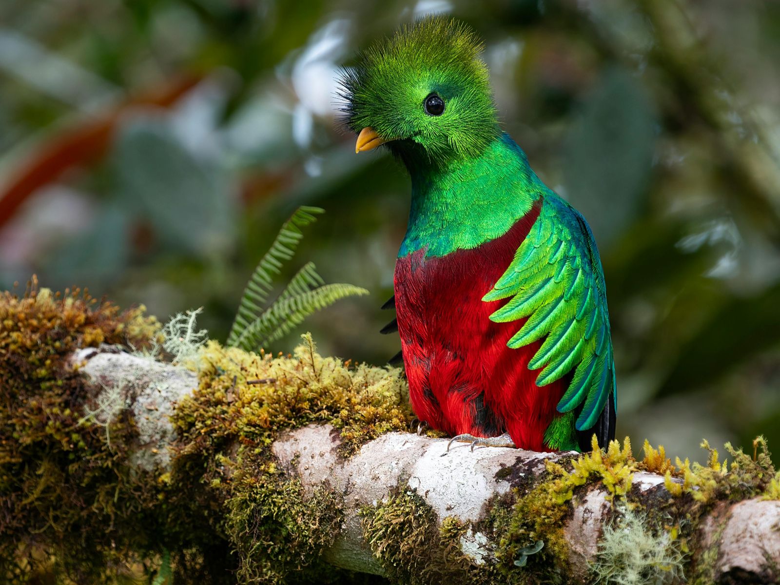 Rondreis Costa Rica, San Gerardo de Dota, Excursie Quetzel Tour, Quetzal op een tak