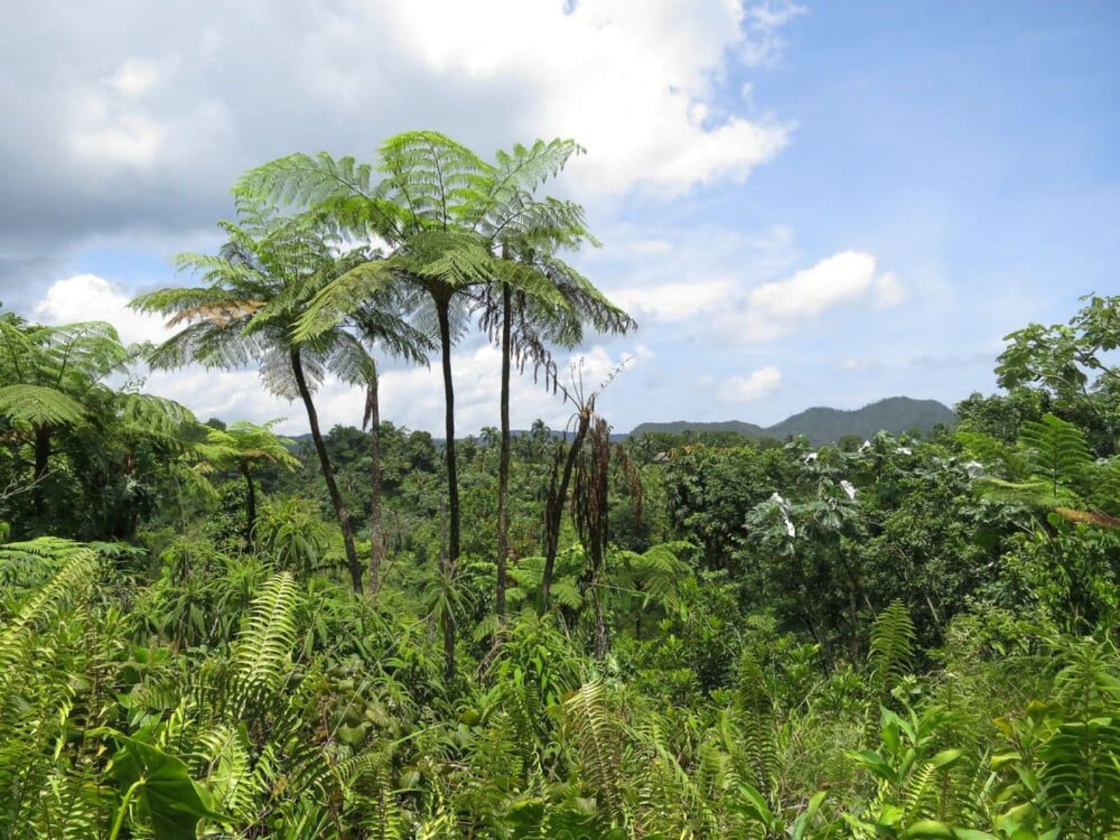 Rondreis Cuba, Baracoa, Alexander von Humboldt NP, boomtoppen