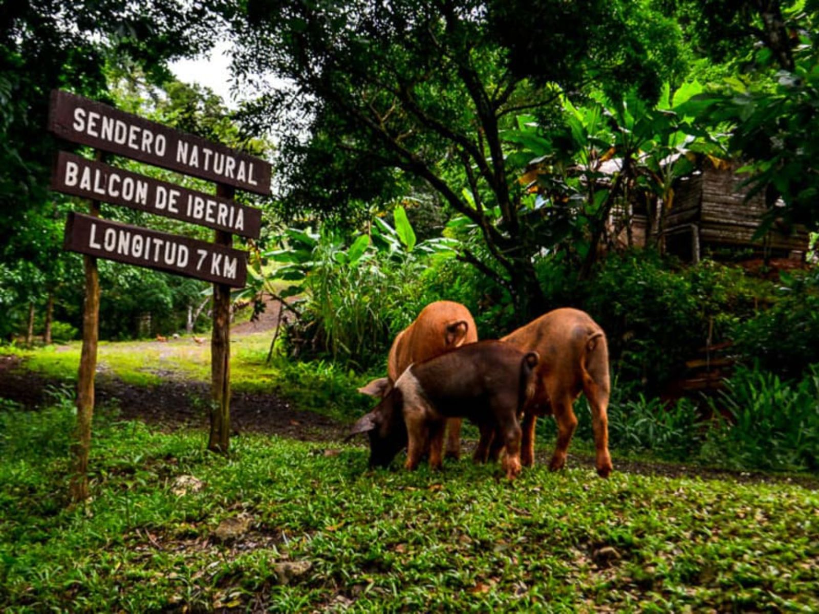 Rondreis Cuba, Baracoa, Alexander von Humboldt NP, varkens bij het bord