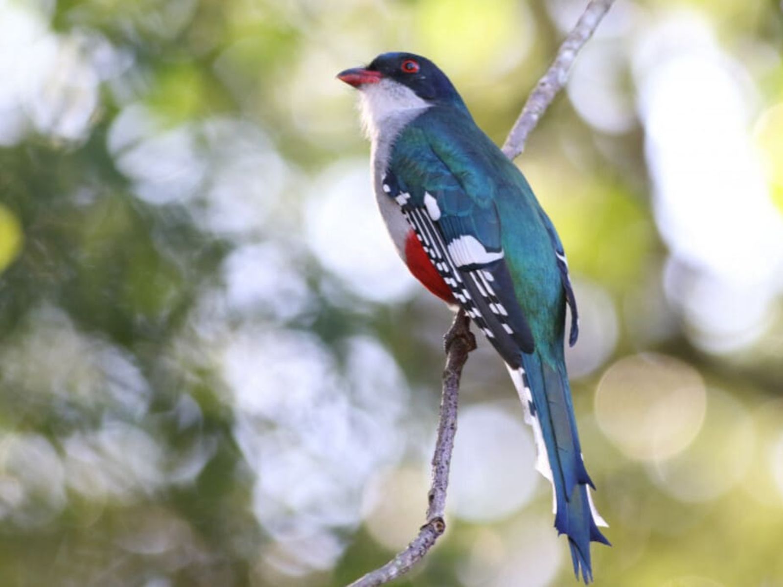 Rondreis Cuba, Baracoa, Hiken Cuchillas del Toa, Cubaanse trogon