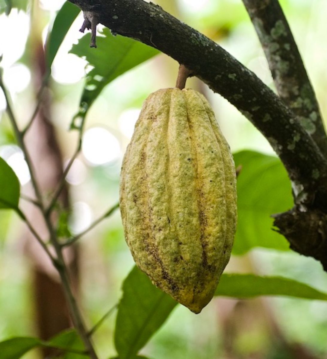 Rondreis Cuba, Baracoa, cultuur en natuur in Boca de Yumuri, zaad van een cacaoboom