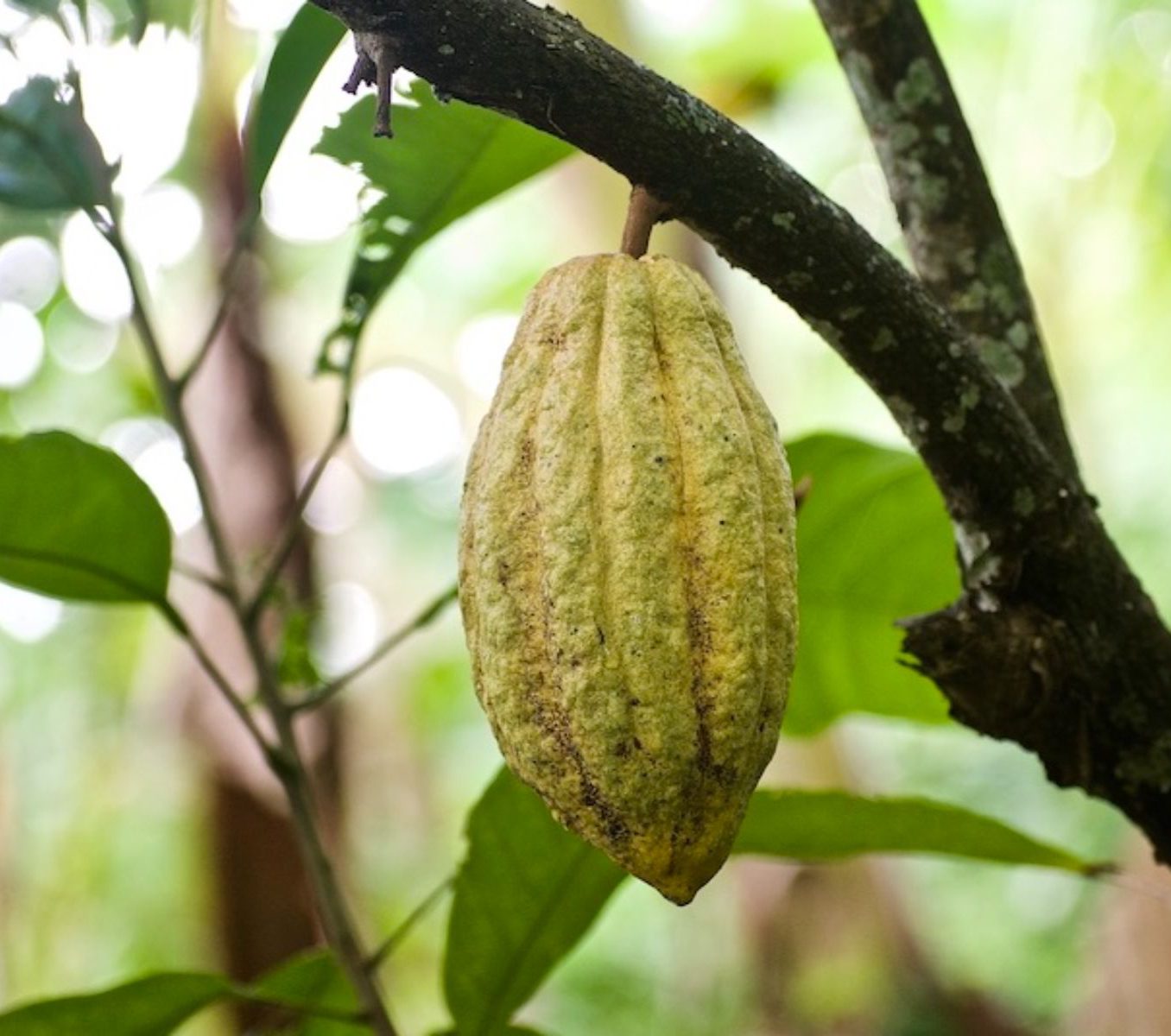 Rondreis Cuba, Baracoa, cultuur en natuur in Boca de Yumuri, zaad van een cacaoboom