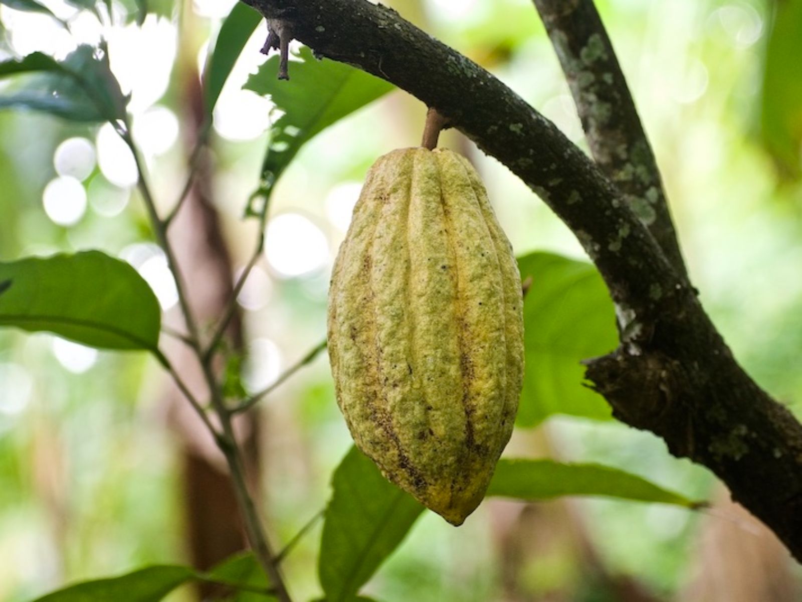 Rondreis Cuba, Baracoa, cultuur en natuur in Boca de Yumuri, zaad van een cacaoboom
