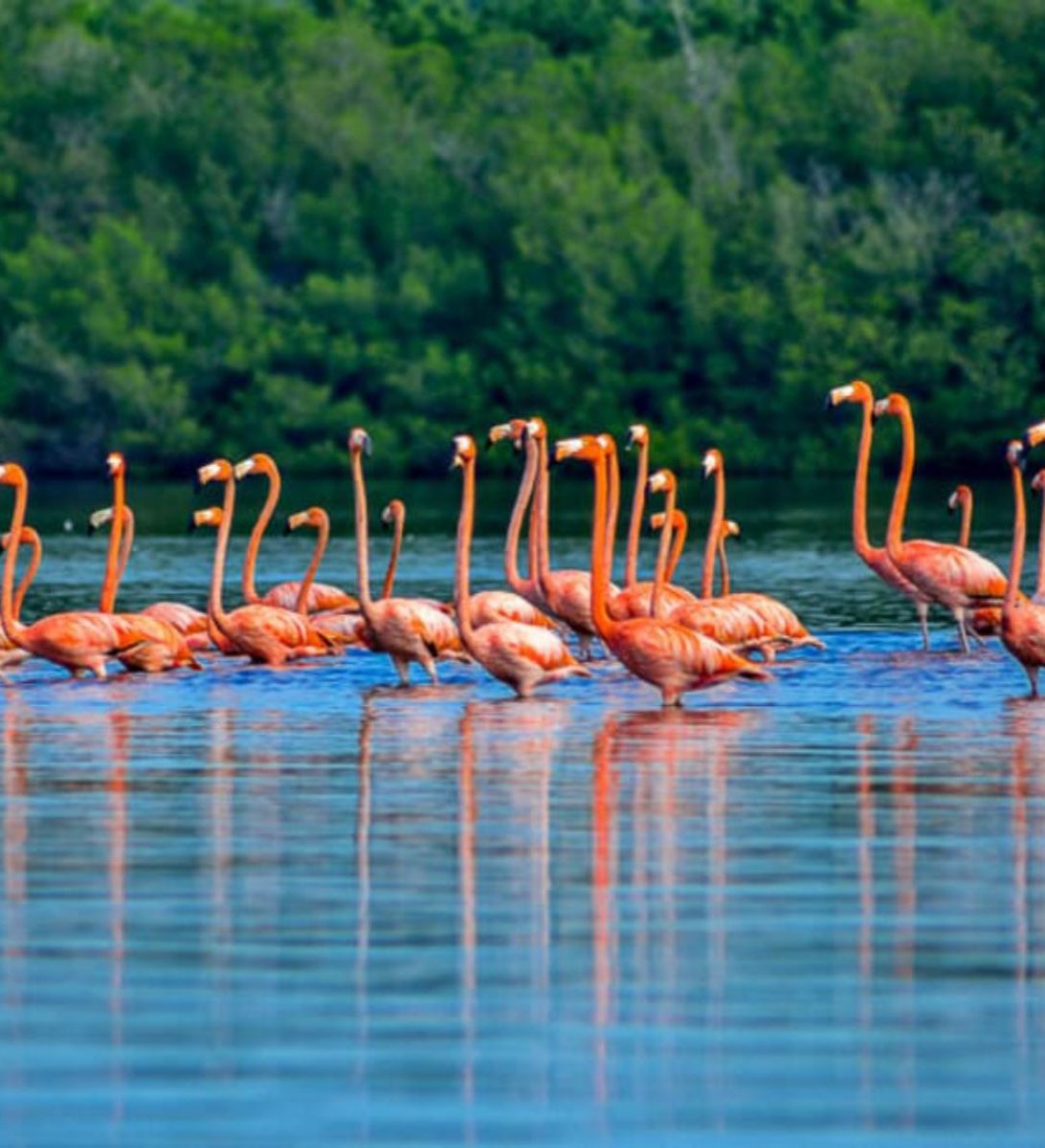 Rondreis Cuba, Cienfuegos, excursie Tour door Laguna Guanaroca. flamingos in het water