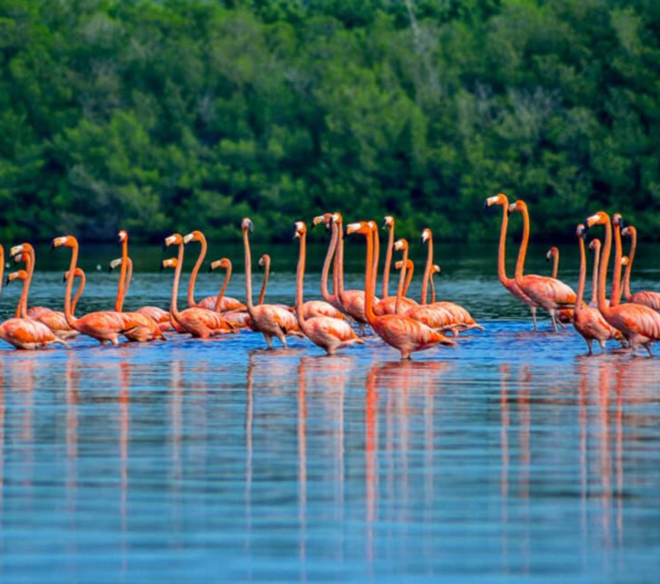 Rondreis Cuba, Cienfuegos, excursie Tour door Laguna Guanaroca. flamingos in het water