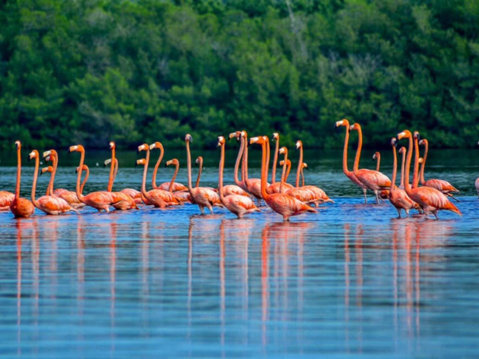 Rondreis Cuba, Cienfuegos, excursie Tour door Laguna Guanaroca. flamingos in het water