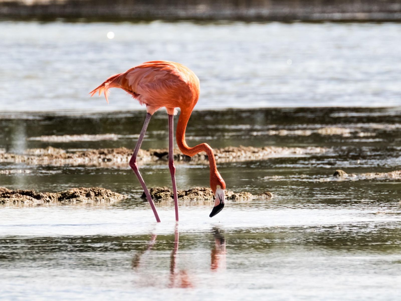Rondreis Cuba, Playa Larga, excursie Boottocht en vogels spotten in Ciénaga de Zapata, flamingo