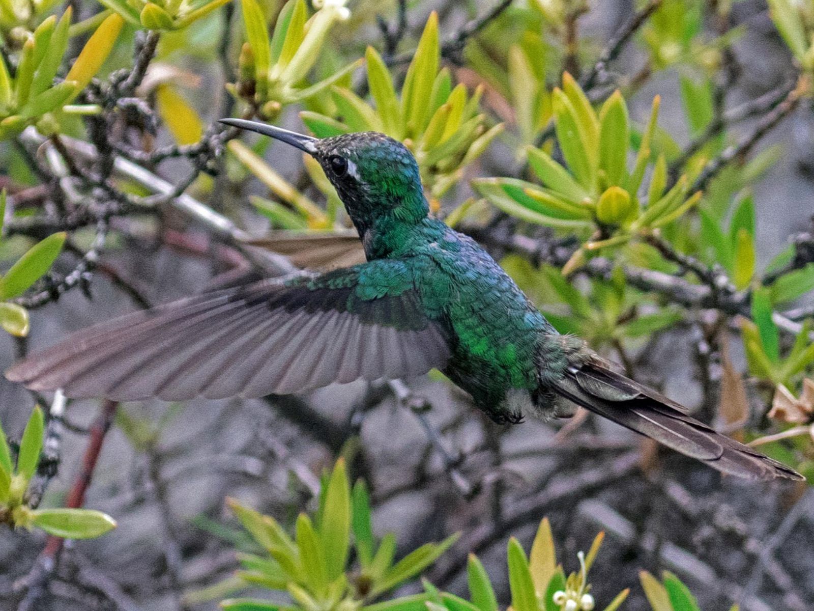 Rondreis Cuba, Playa Larga, excursie Boottocht en vogels spotten in Ciénaga de Zapata, groene kolibrie
