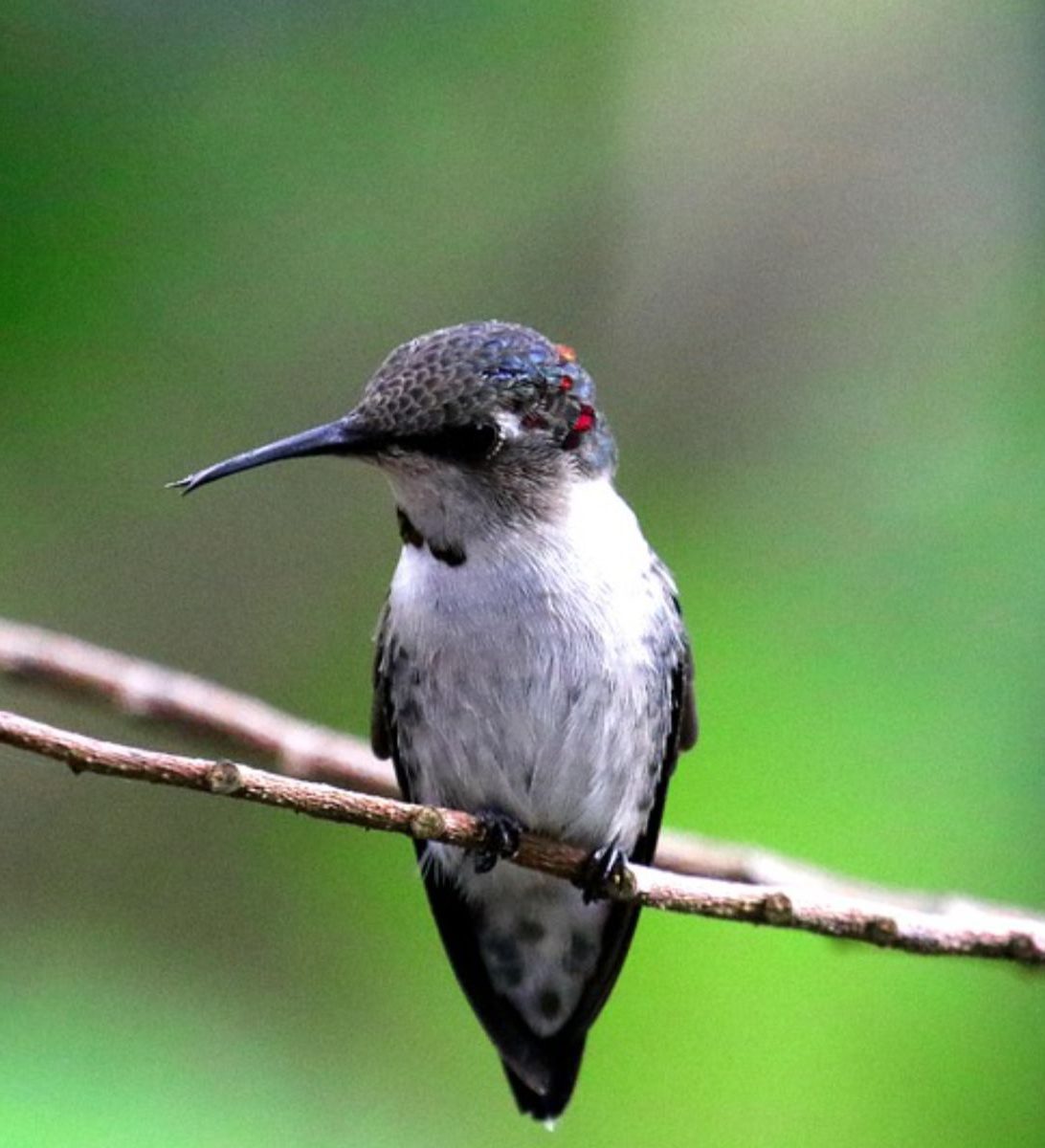 Rondreis Cuba, Playa Larga, excursie Boottocht en vogels spotten in Ciénaga de Zapata, kolibrie