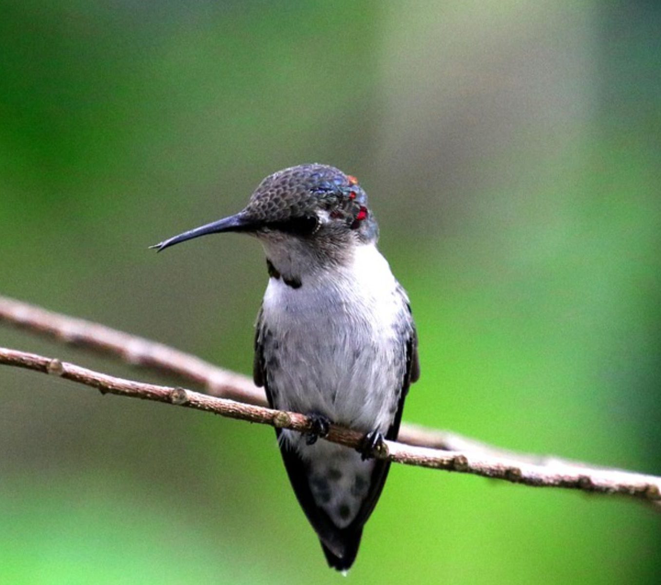 Rondreis Cuba, Playa Larga, excursie Boottocht en vogels spotten in Ciénaga de Zapata, kolibrie