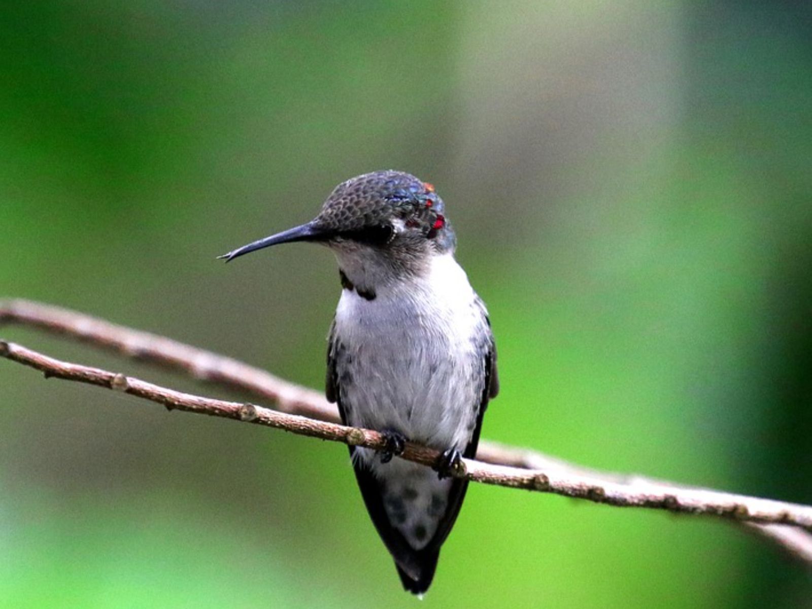 Rondreis Cuba, Playa Larga, excursie Boottocht en vogels spotten in Ciénaga de Zapata, kolibrie