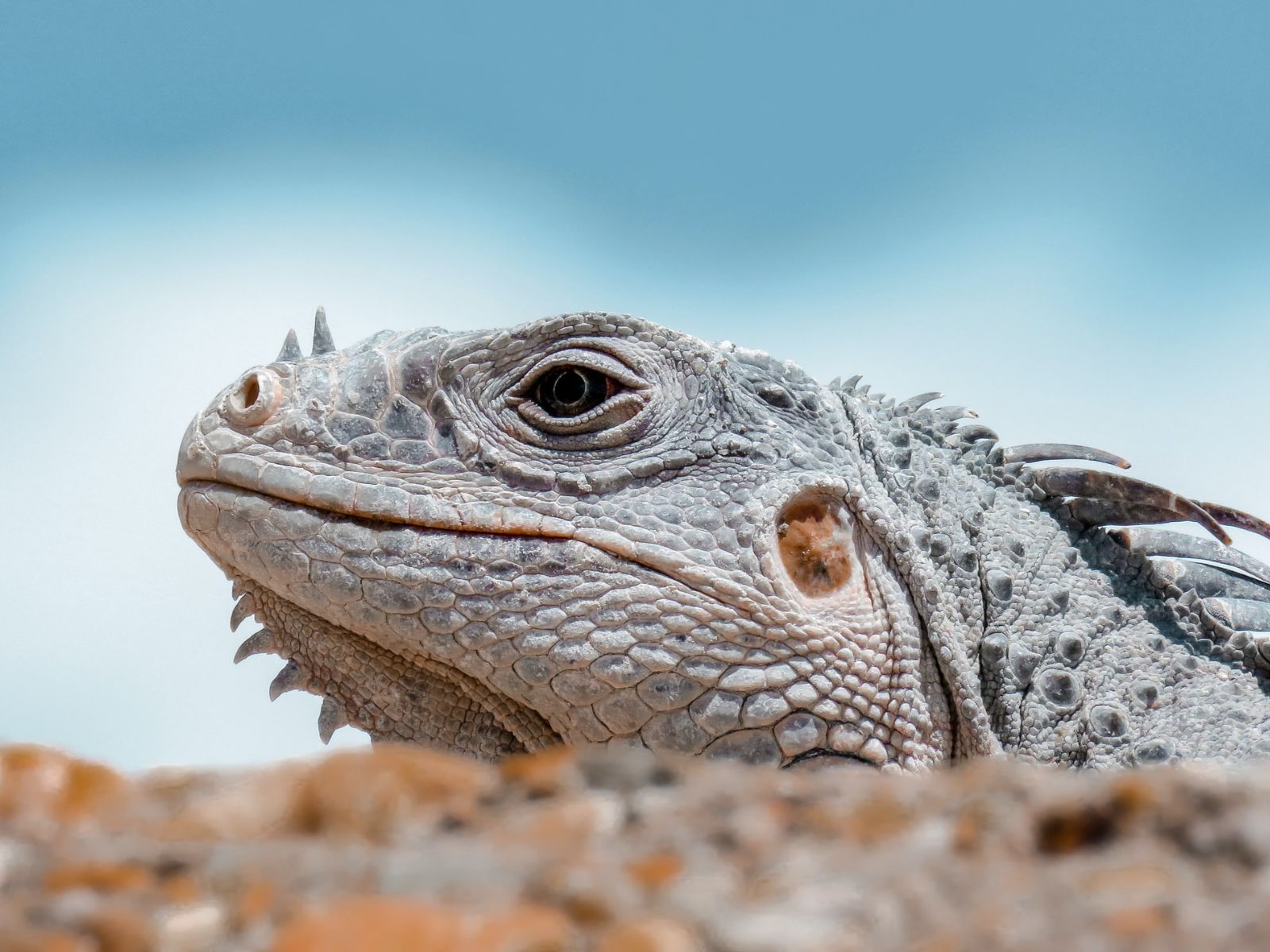 Rondreis Cuba, Trinidad, excursie Catamaran zeiltocht Cayo Iguana, leguaan