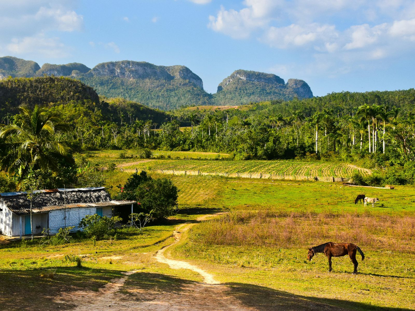Rondreis Cuba, Viñales, Fietstour door de Viñales Vallei, platteland