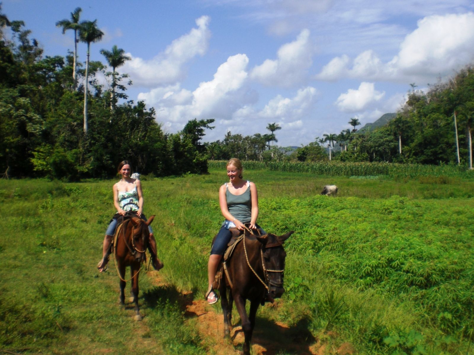 Rondreis Cuba, Viñales, Paardrijden door de Viñales Vallei, paardrijden door de vallei