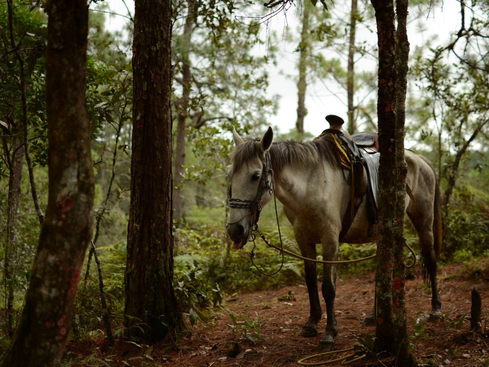 Rondreis Cuba, Viñales, Paardrijden door de Viñales Vallei, witte paard