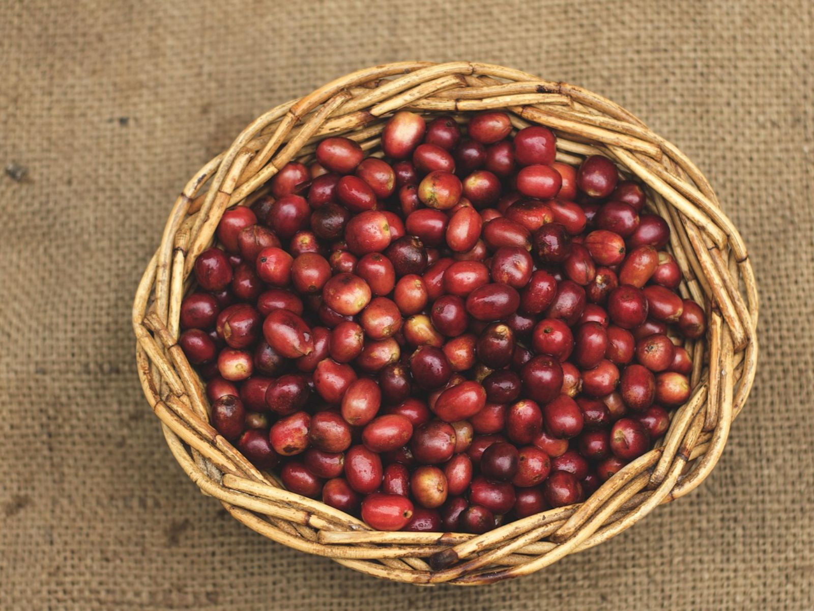 Rondreis Guatemala, Antigua, excursie koffietour bij Antigua, koffiebonen