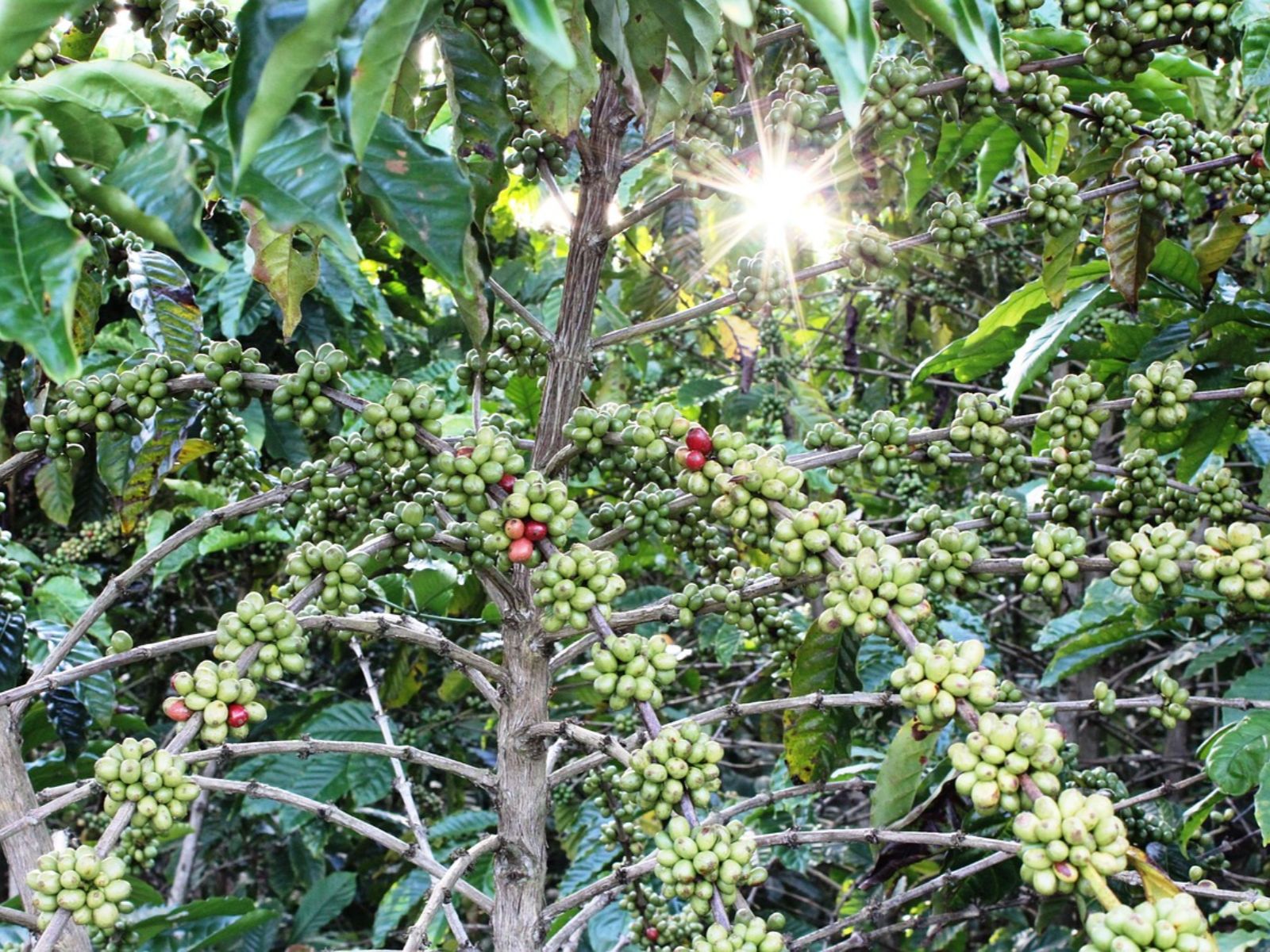 Rondreis Guatemala, Antigua, excursie koffietour bij Antigua, koffieboom