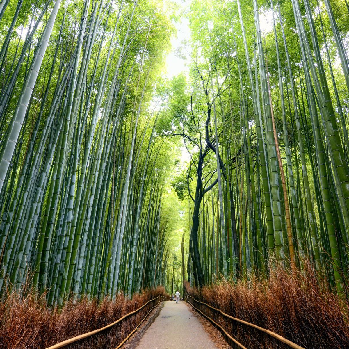 Rondreis Japan, Kyoto, Arashiyama bamboebos