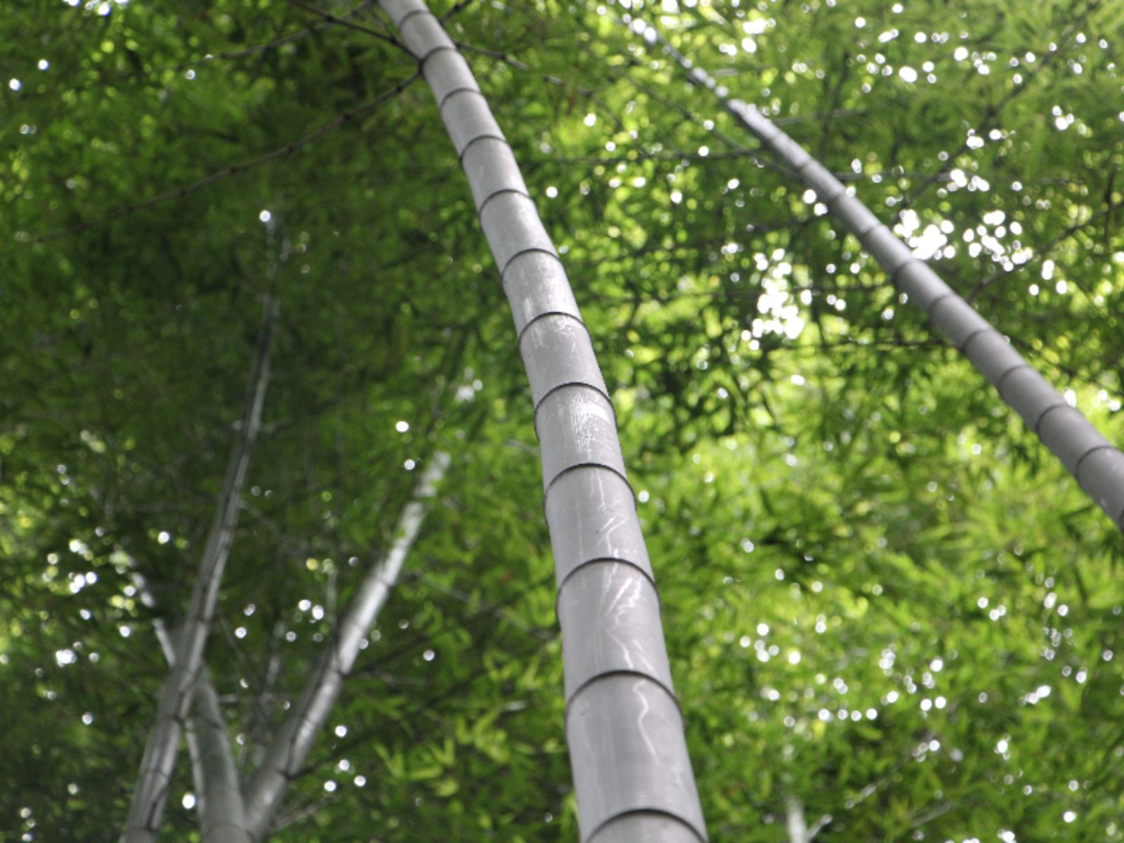 Rondreis Japan, Kyoto, excursie Wandeltour, Kyoto bambooforest