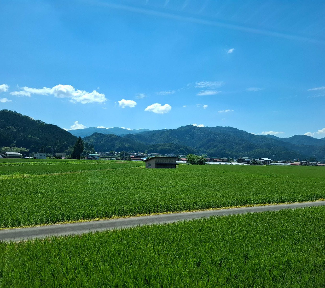 Rondreis Japan, Takayama, excursie fietstour door Hida Furukawa, rijstvelden