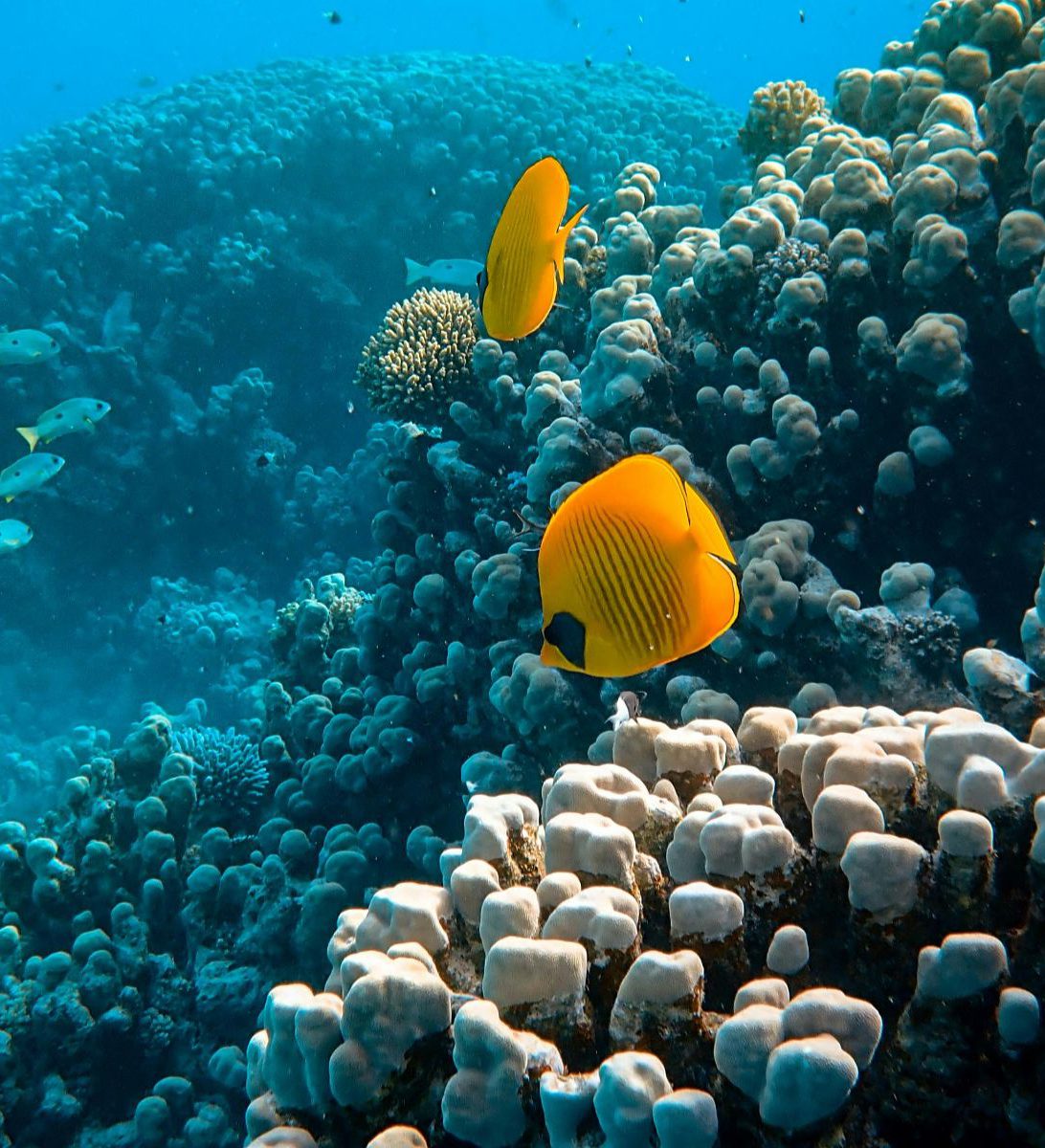 Rondreis Jordanië, Aqaba, excursie snorkelen Rode Zee, vissen bij koraalrif