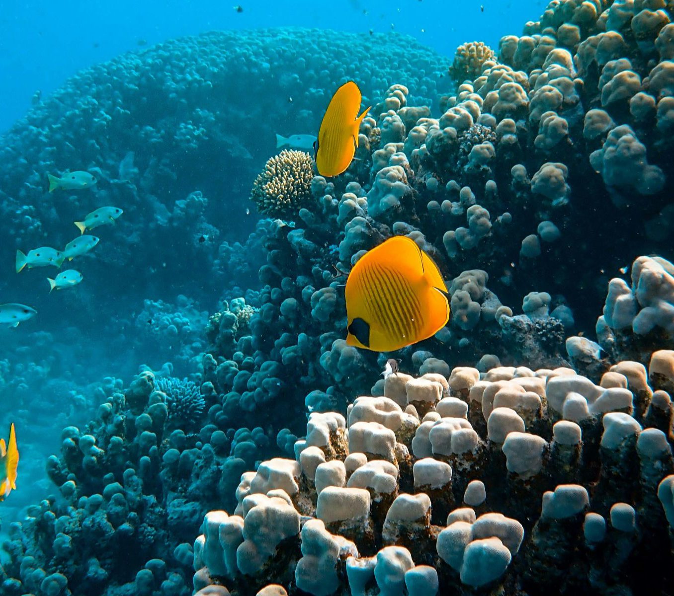 Rondreis Jordanië, Aqaba, excursie snorkelen Rode Zee, vissen bij koraalrif