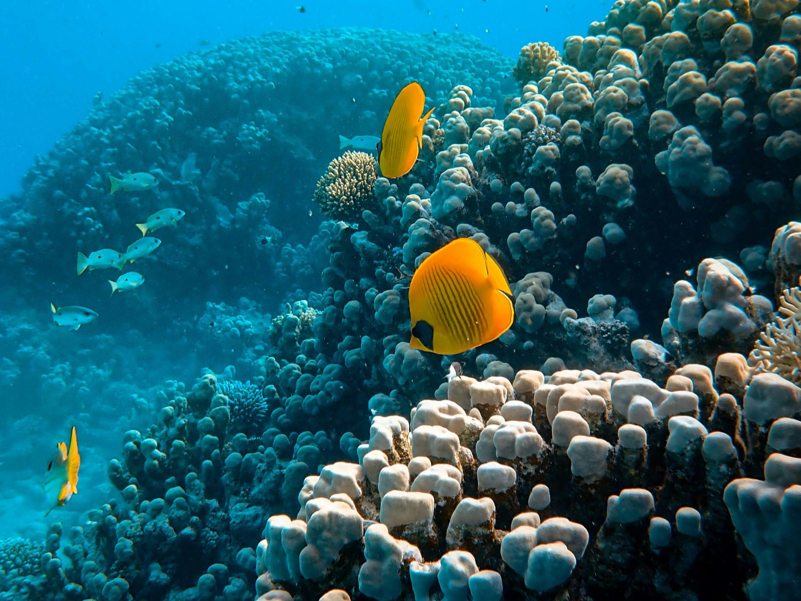 Rondreis Jordanië, Aqaba, excursie snorkelen Rode Zee, vissen bij koraalrif