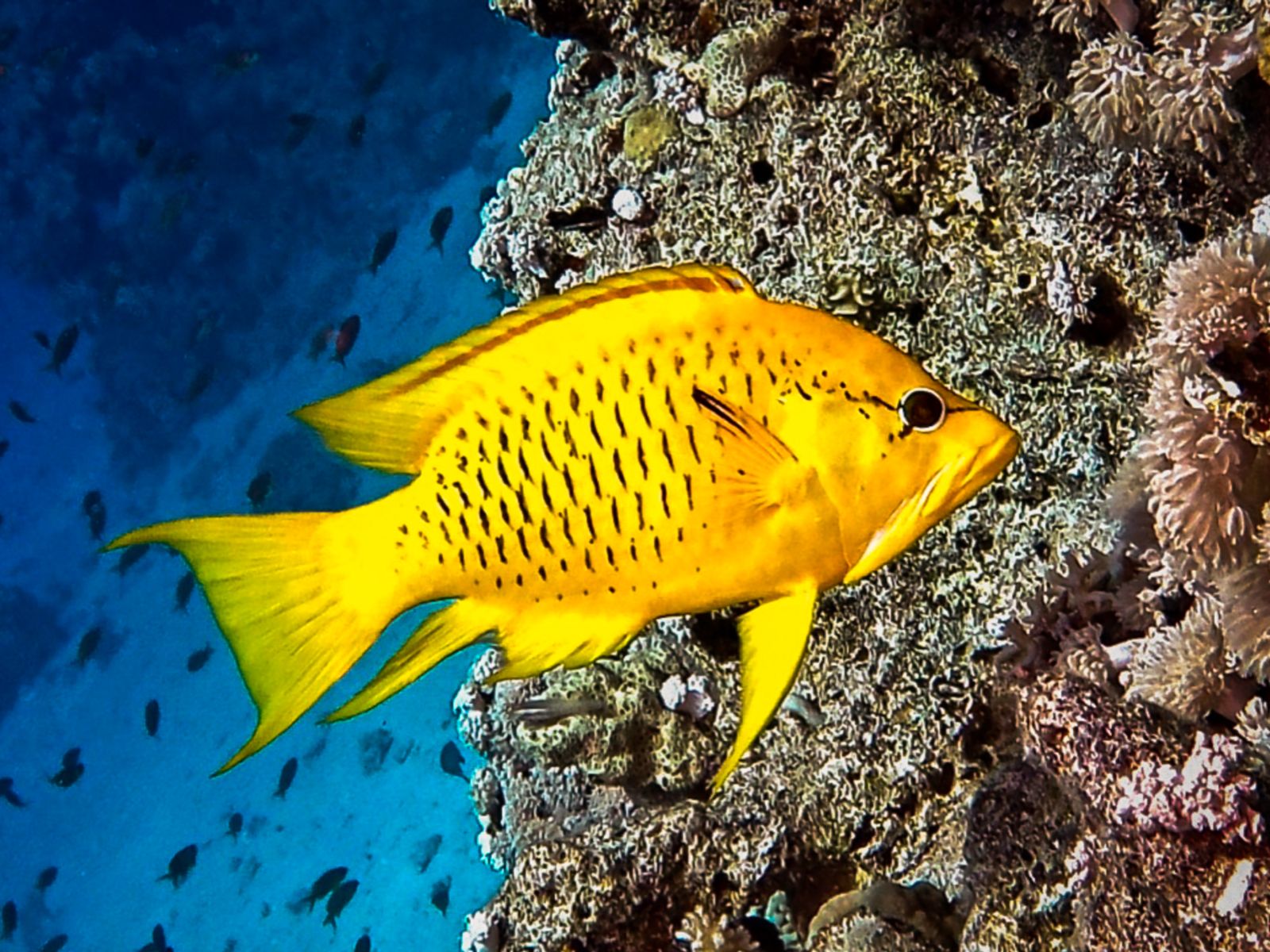 Rondreis Jordanië, Aqaba, excursie snorkelen in de Roze Zee, gele vis