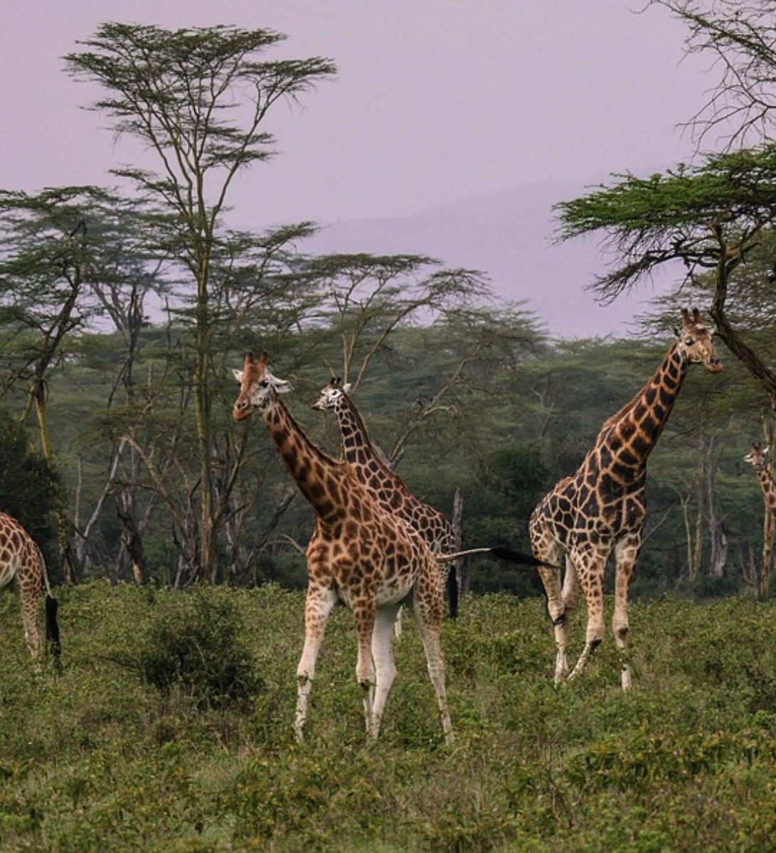 Rondreis Kenia, Lake Nakuru, excursie wandel of fietstocht prive conservancy bij Mbweha, giraffes tussen bomen