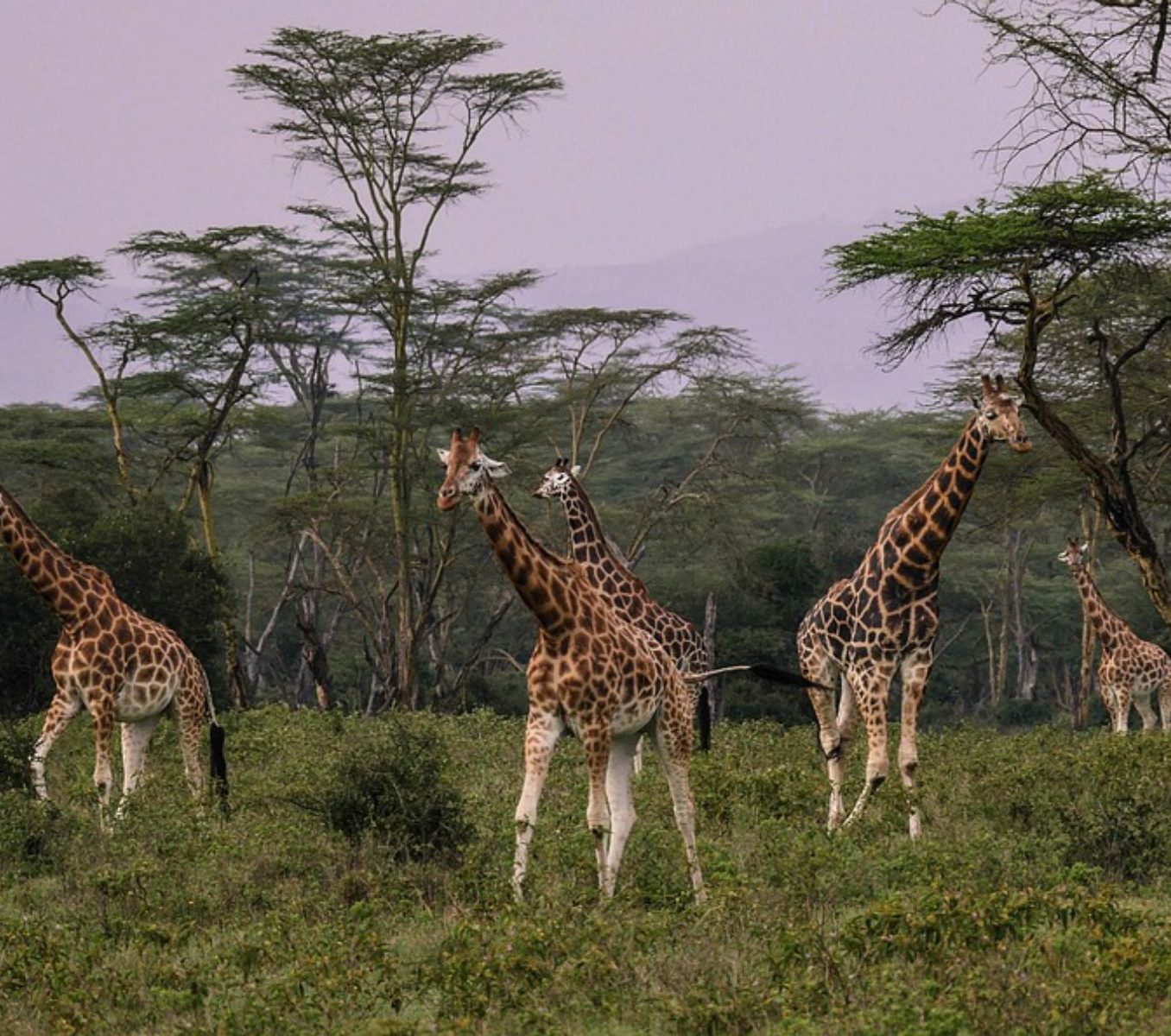 Rondreis Kenia, Lake Nakuru, excursie wandel of fietstocht prive conservancy bij Mbweha, giraffes tussen bomen