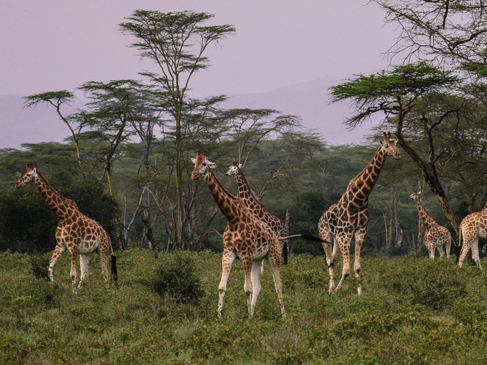 Rondreis Kenia, Lake Nakuru, excursie wandel of fietstocht prive conservancy bij Mbweha, giraffes tussen bomen