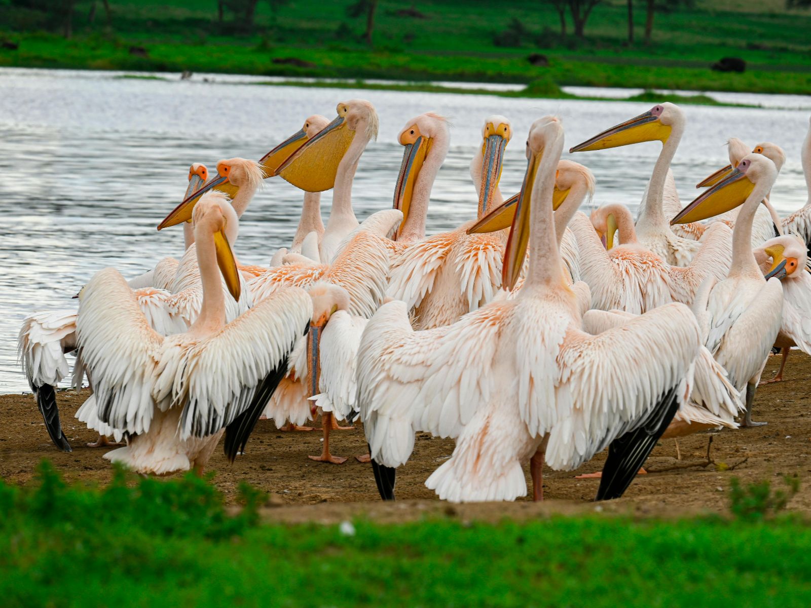 Rondreis Kenia, Lake Nakuru, excursie wandel of fietstocht prive conservancy bij Mbweha, pelikanen op de oever