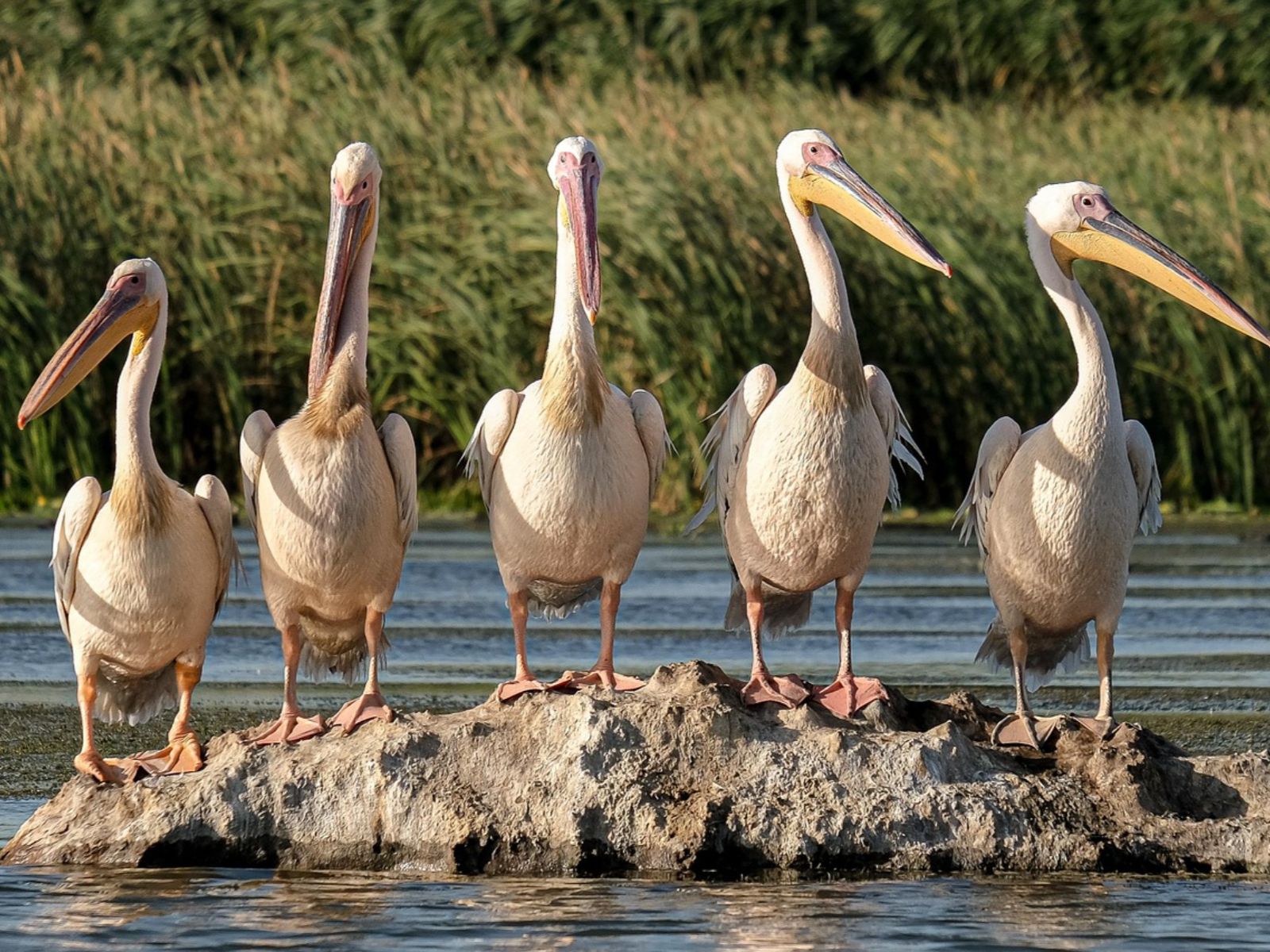 Rondreis Kenia, Lake Nakuru, excursie wandel of fietstocht prive conservancy bij Mbweha, pelikanen op rots